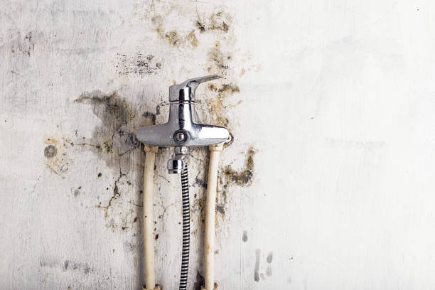 Best Professional Mold Removal  in Clear Lake, SD