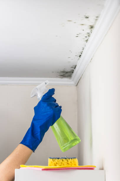Best Office Mold Removal Services  in Clear Lake, SD